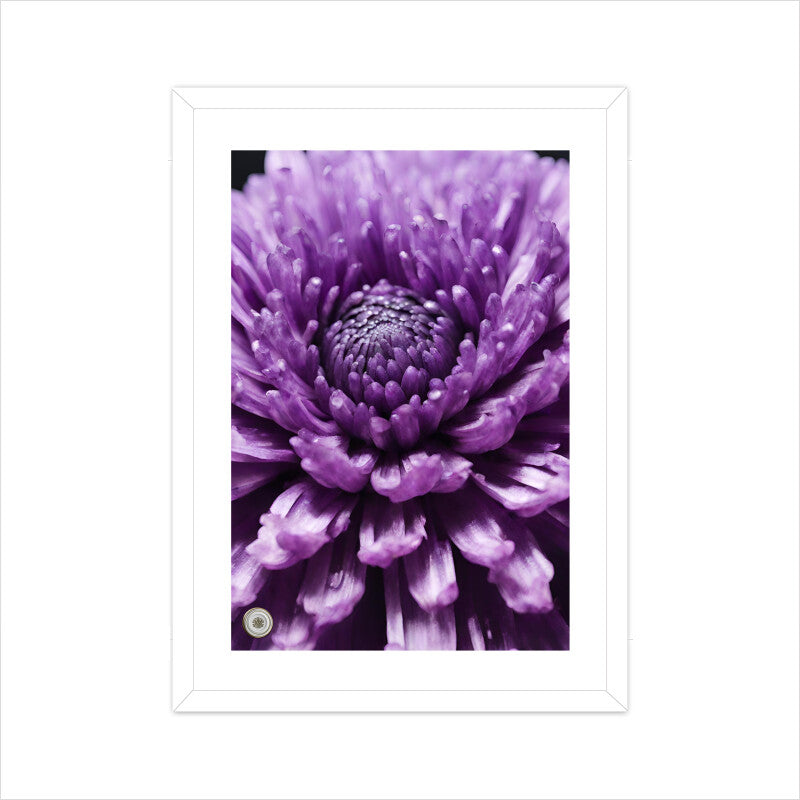 Chrysanthemum Flower Closed Framed Art A3 Framed - White