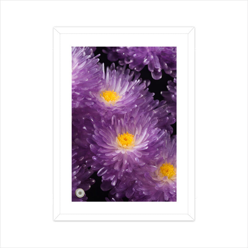 Chrysanthemum Flowers Framed Art A3 Framed - White